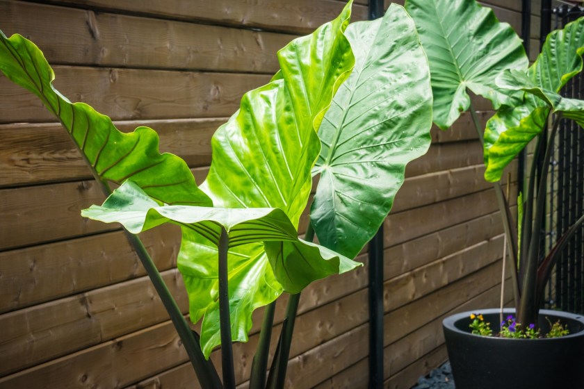 houseplants that benefit your health elephant ear plants