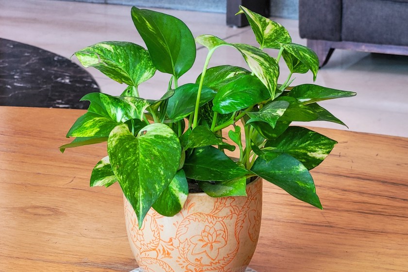 houseplants that benefit your health golden pothos