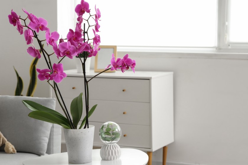 houseplants that benefit your health orchids