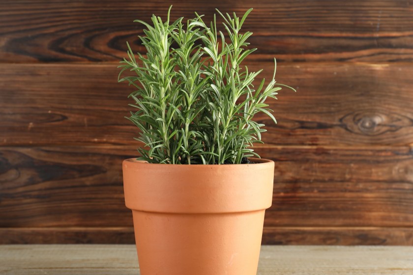 houseplants that benefit your health rosemary
