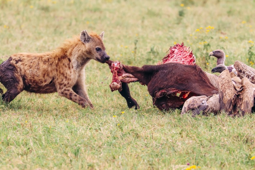 hyena eating carrion