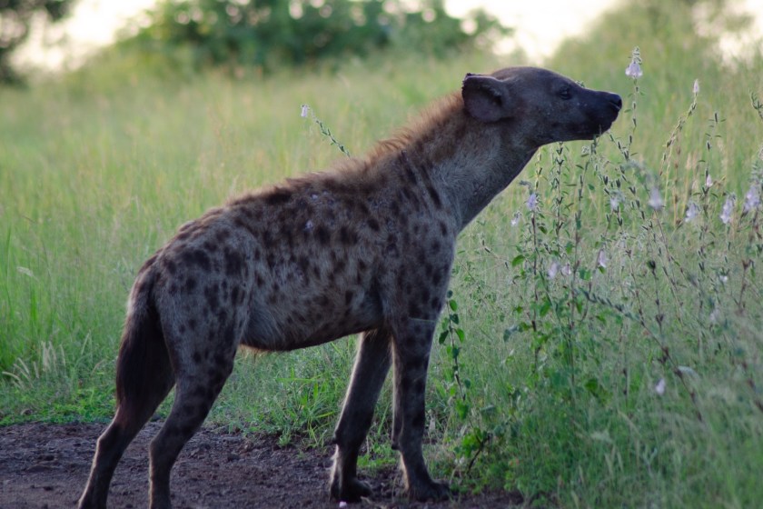 hyena facts