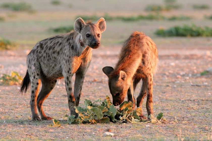 hyena facts they are not picky eaters