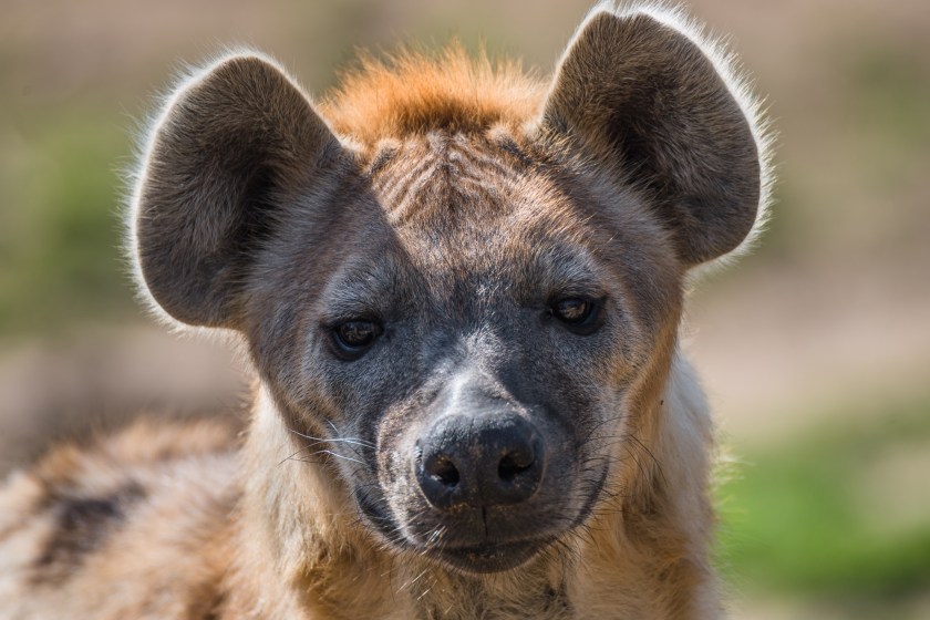 hyena facts they are really smart