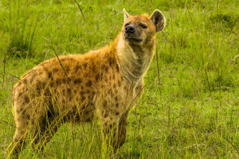 hyena facts