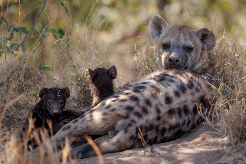 hyenas are great mothers