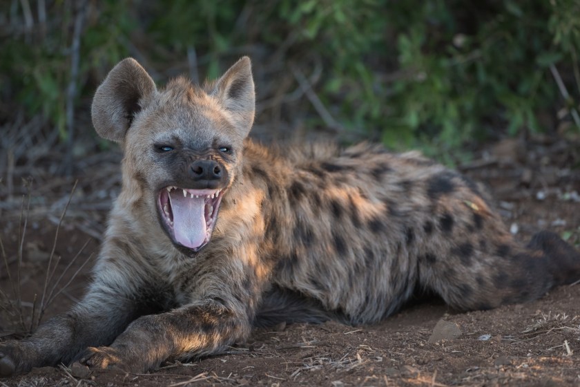 hyenas have immensely powerful jaws