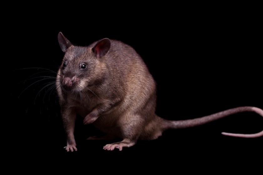 invasive species in the South