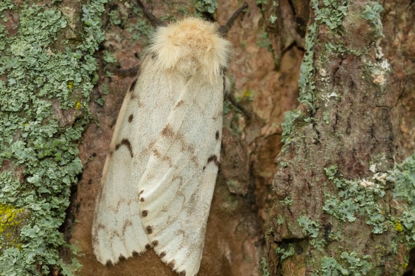 invasive species in the South gypsy moth