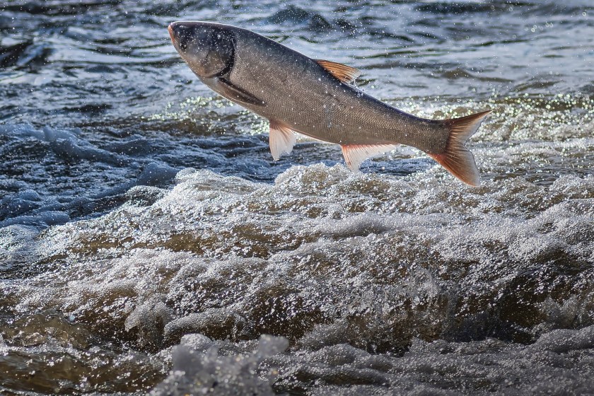 invasive species in the South the Asian carp