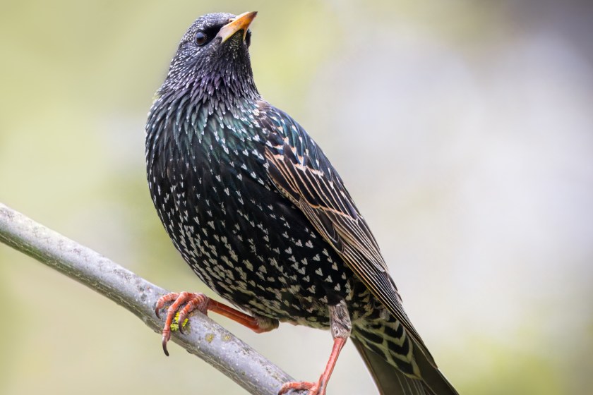 invasive species in the South