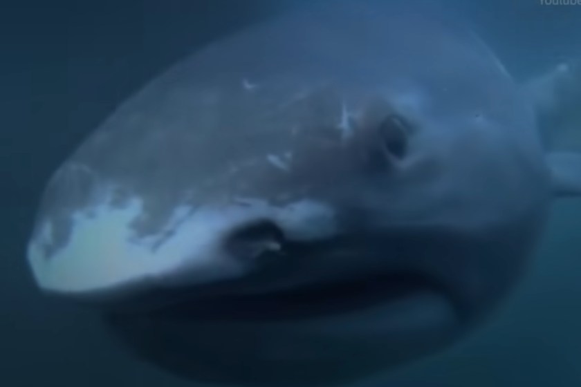 largest living sharks megamouth shark