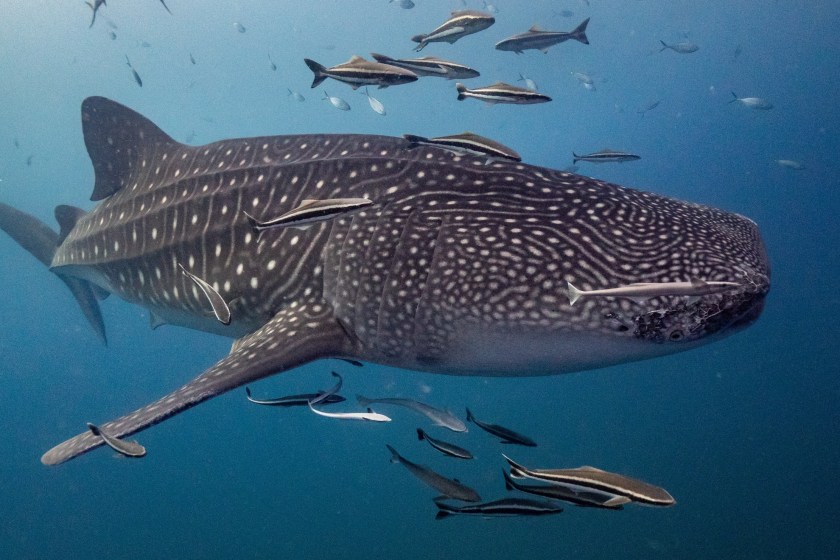 largest living sharks whale shark