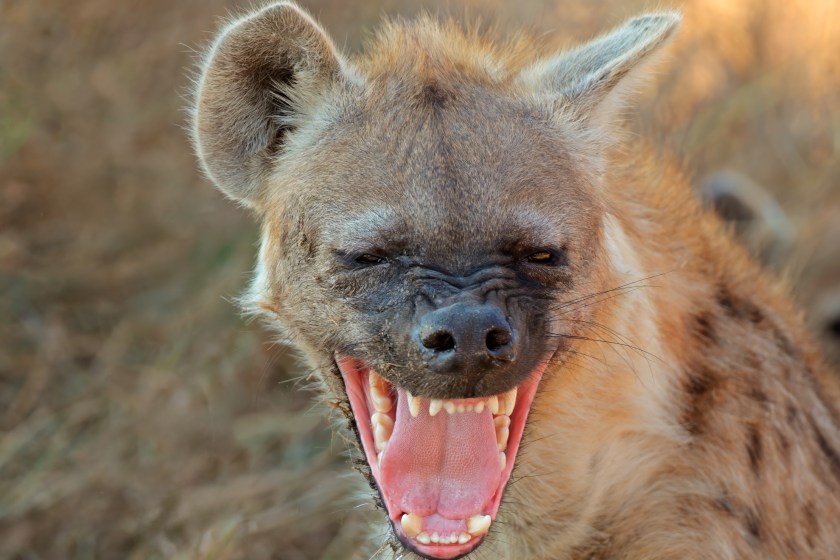 laughing hyena