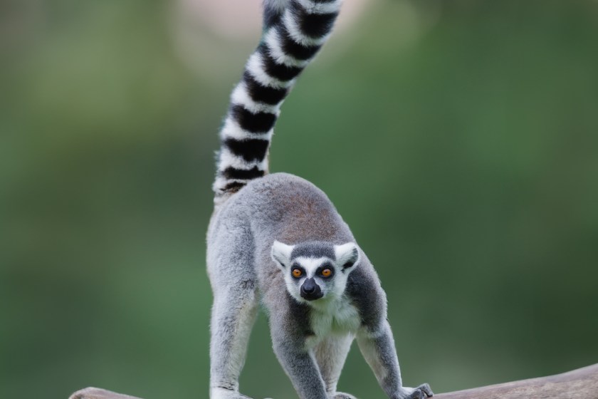 lemur