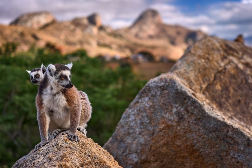 lemurs