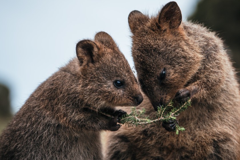 mama and baby quokka