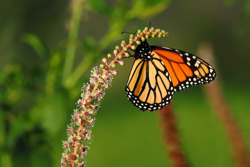 monarch butterfly