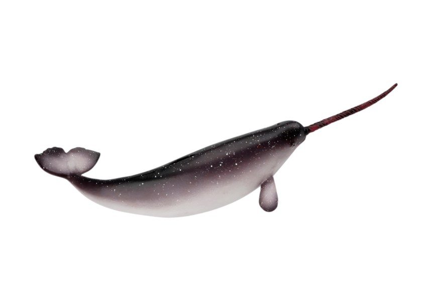 narwhal facts