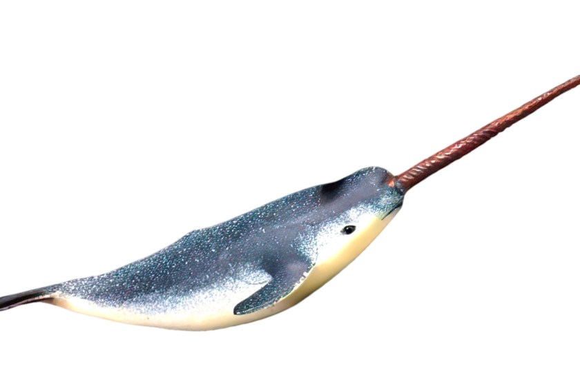 narwhal facts