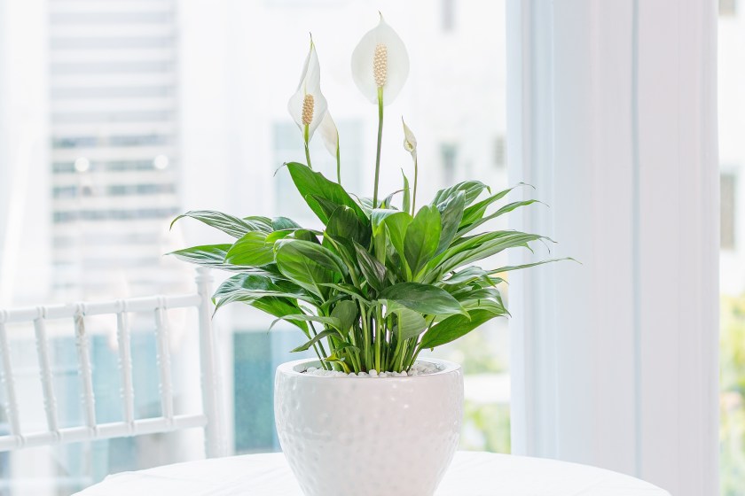peace lily