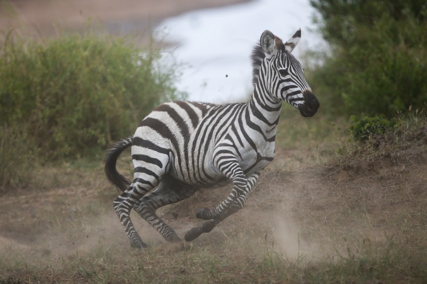 pet zebra escapes in Tennessee