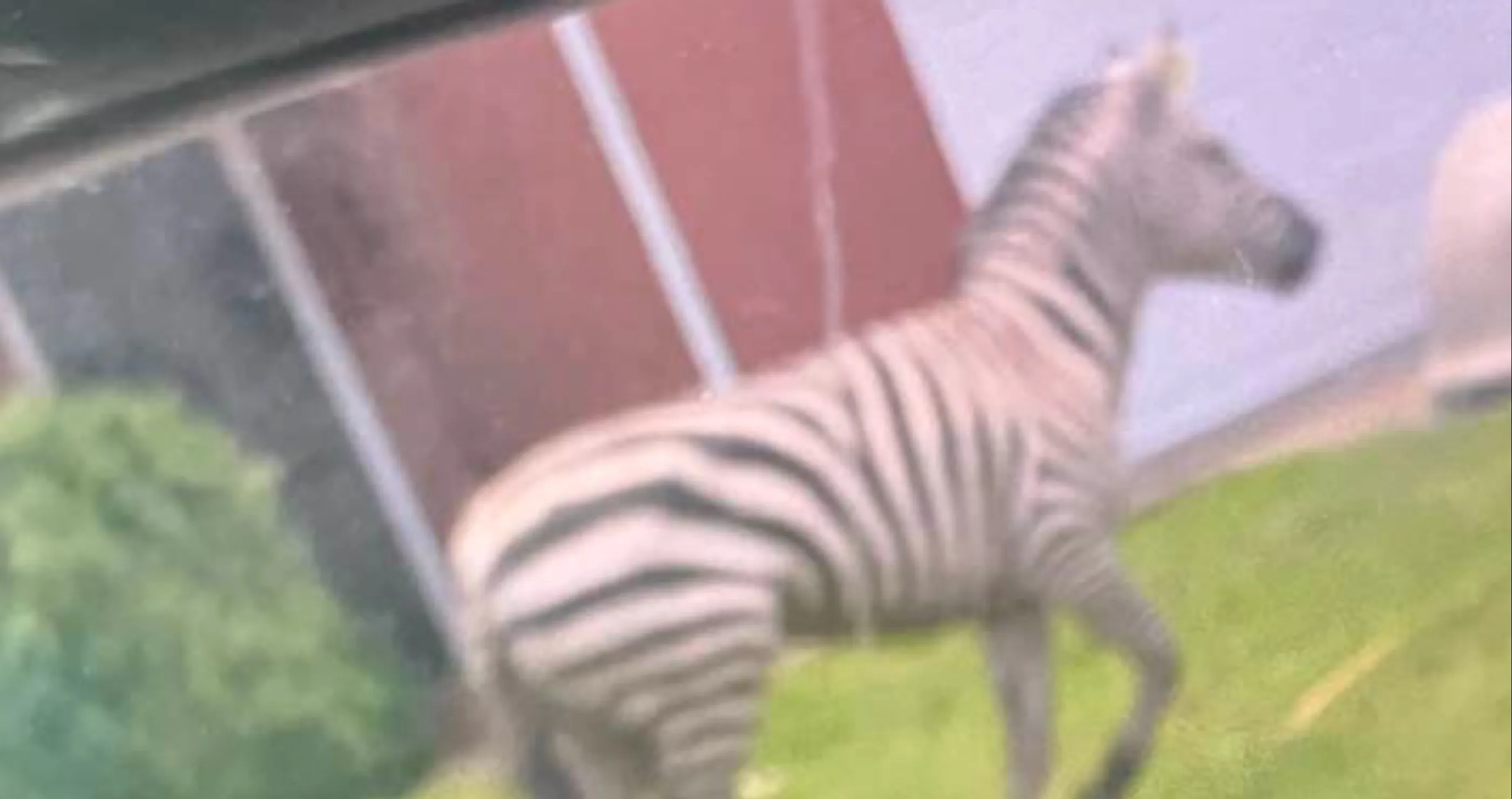 pet zebra escapes in Tennessee