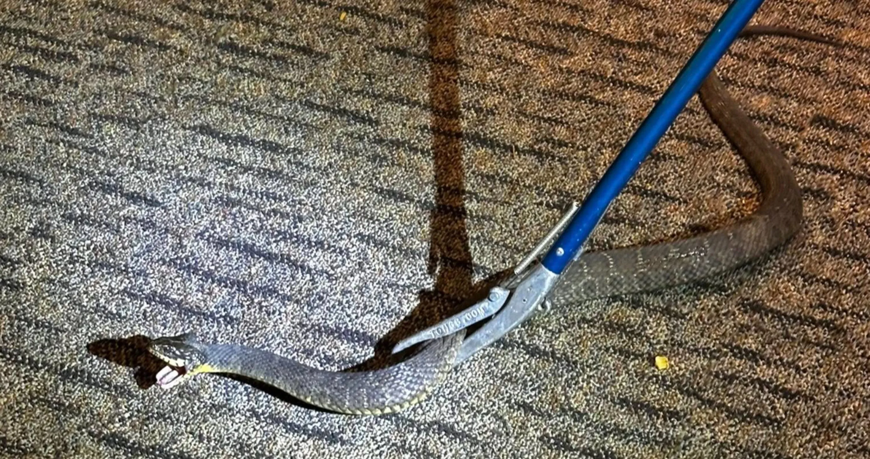 police rescue firefighters from unwanted guest a snake in their firehouse