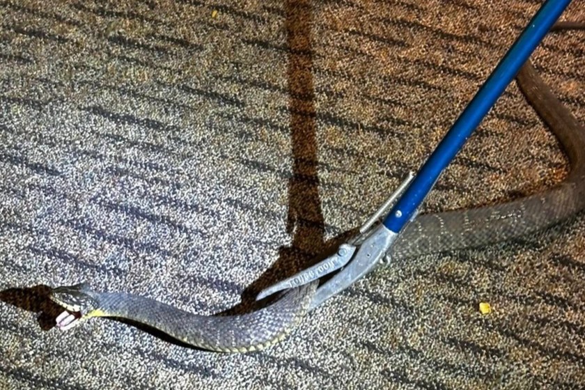 police rescue firefighters from unwanted guest a snake in their firehouse