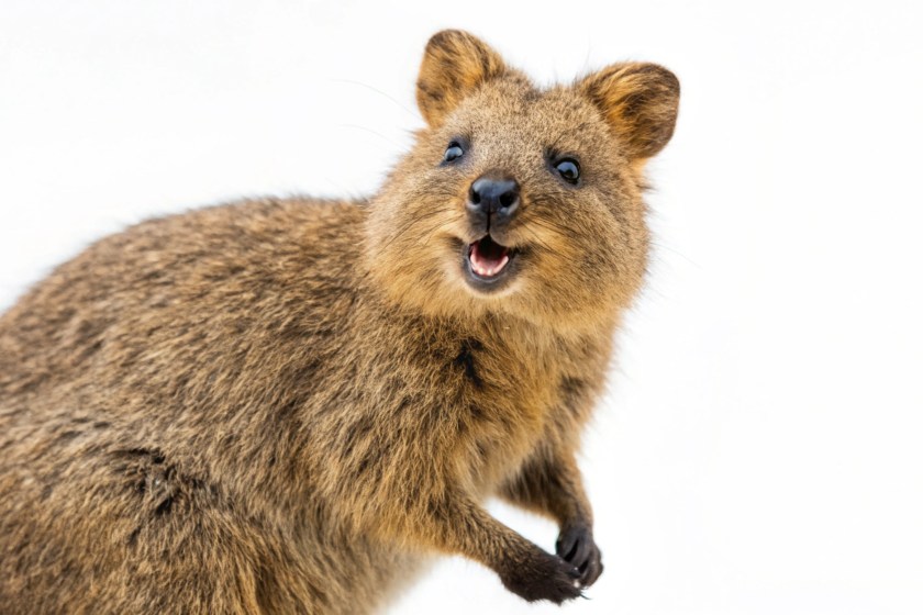quokka cute doesnt mean harmless