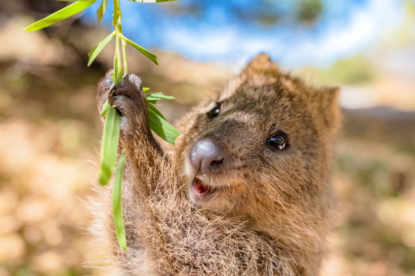 quokka holding leaves