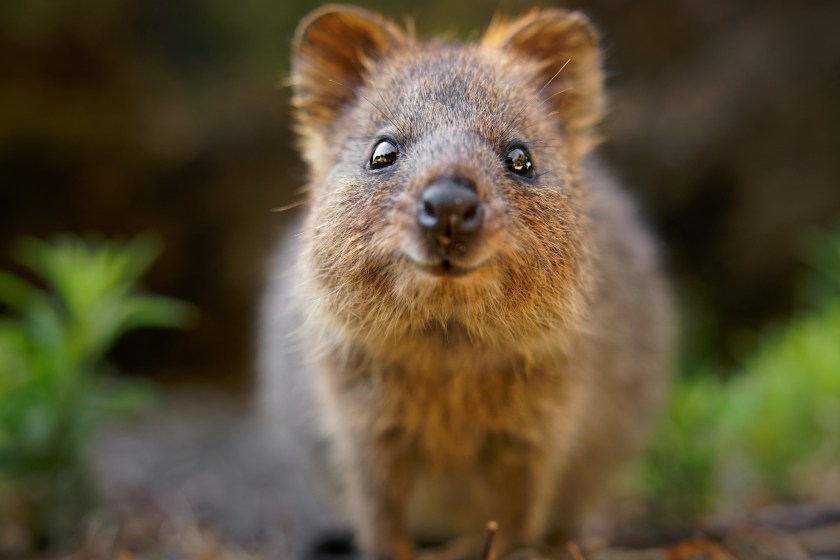 quokkas are the happiest animals in the world