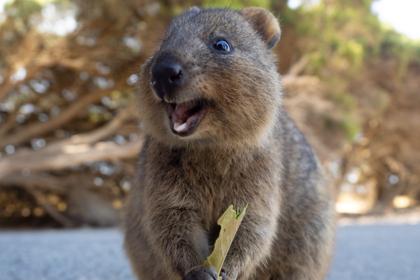 quokkas have an interesting eating habit