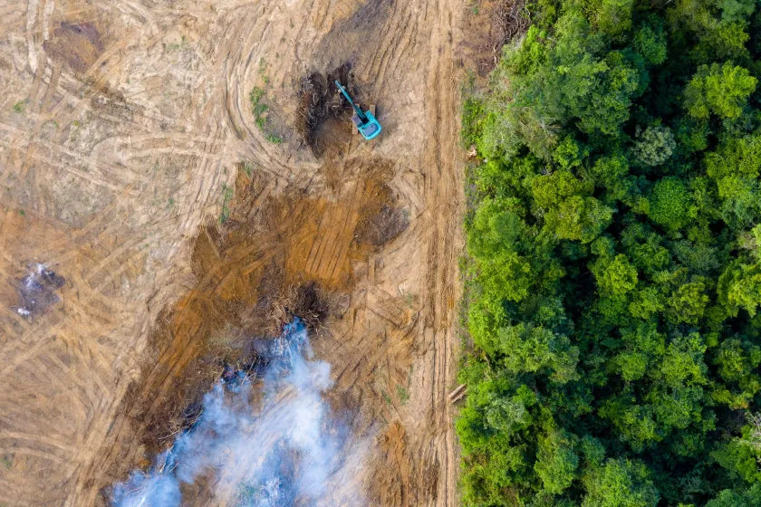 rainforest deforestation