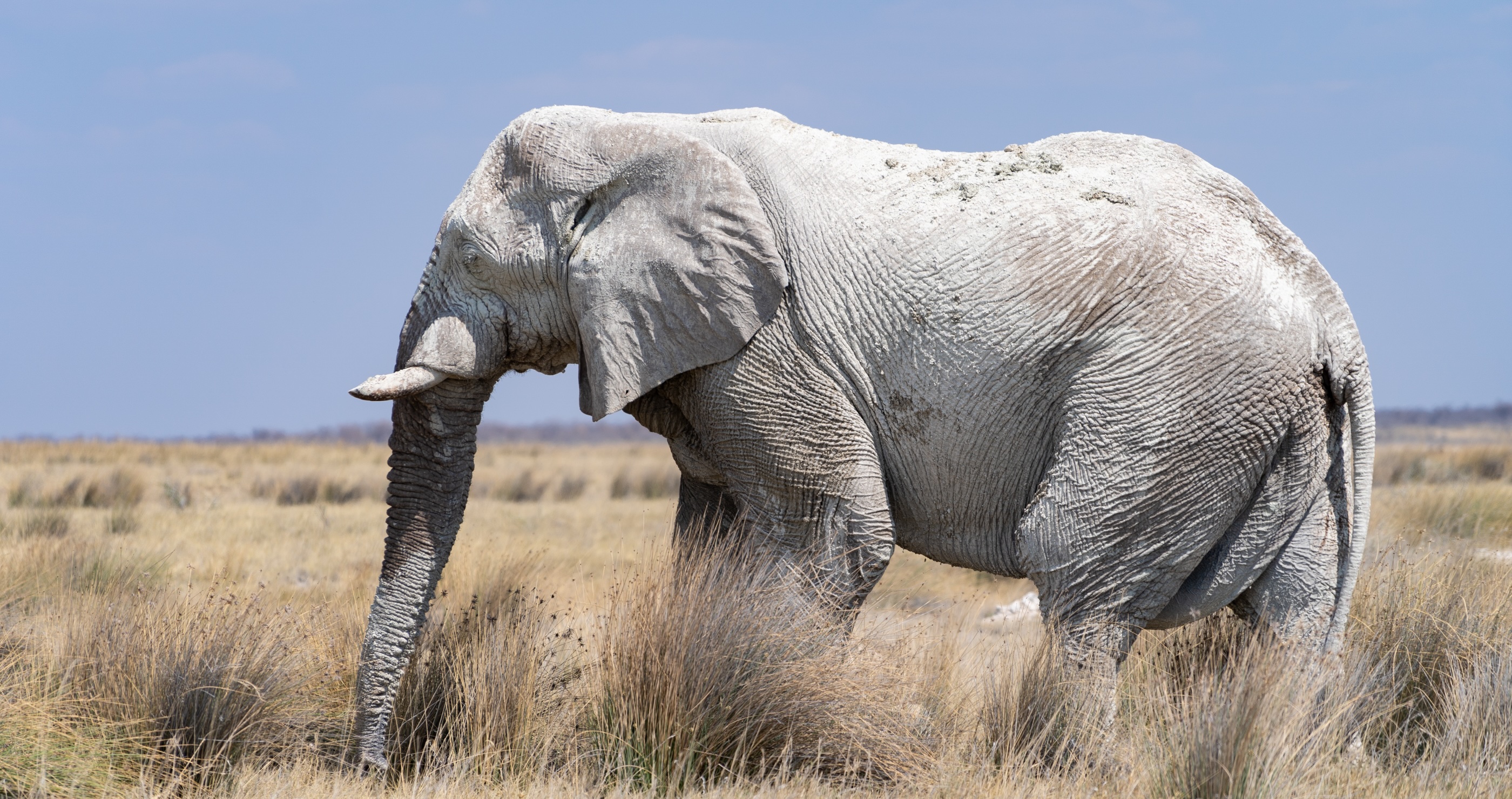 rare sighting of the ghost elephant