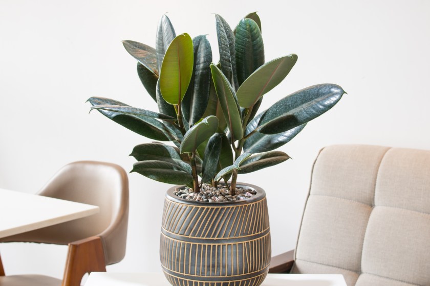 rubber plant