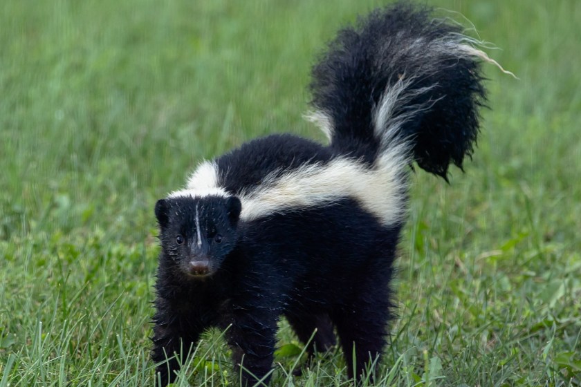 skunk