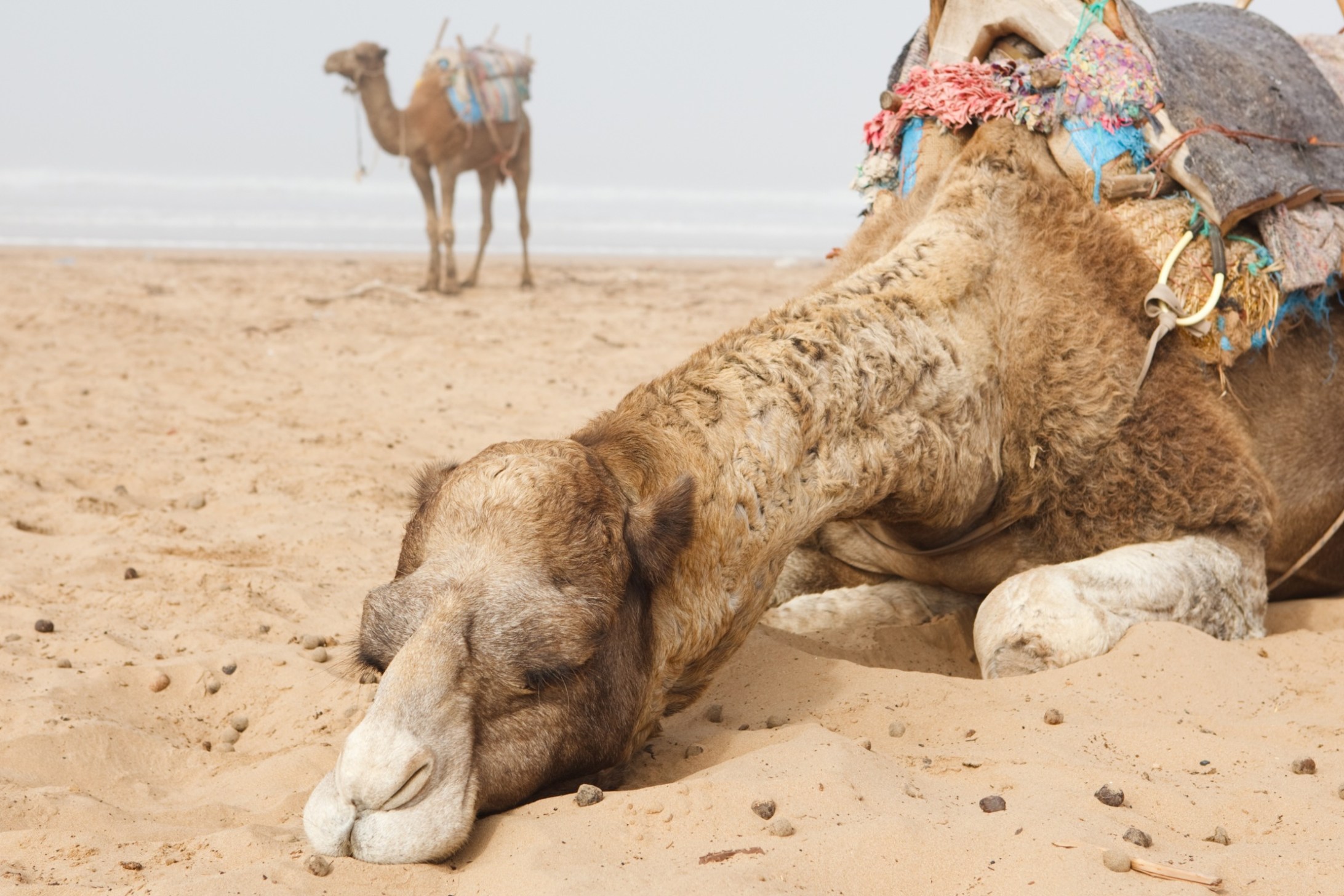 11 Incredible Camel Facts That Are Sure To Blow Your Mind Wide Open