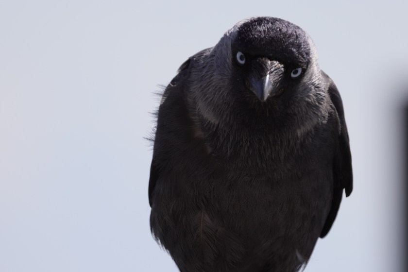 smartest animals in the world crow