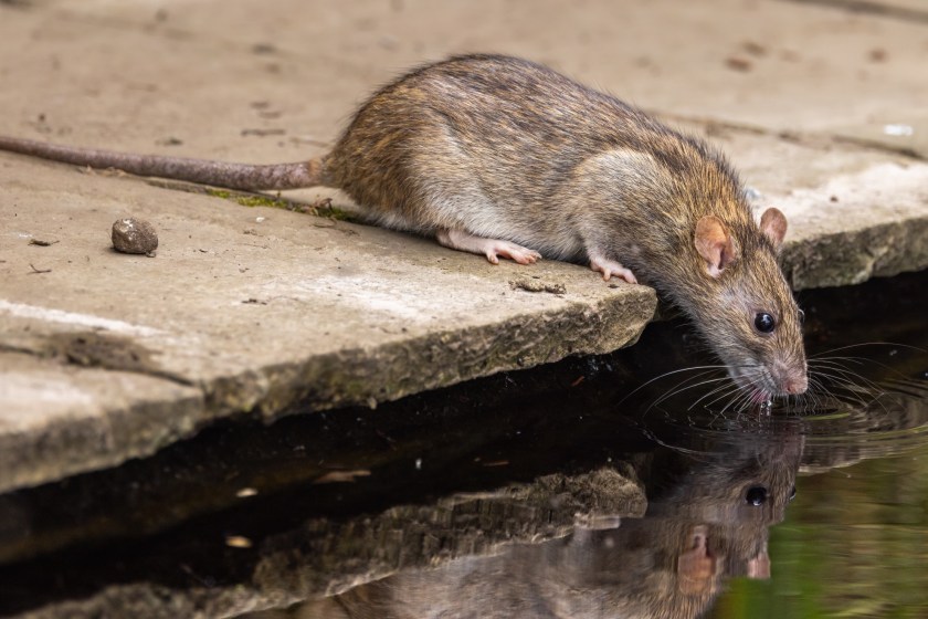 smartest animals in the world rats