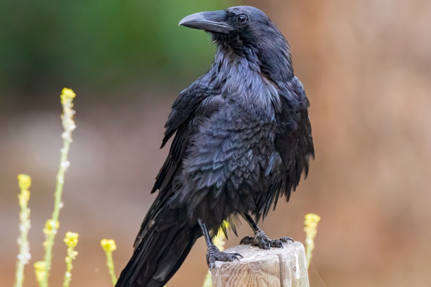 smartest animals in the world ravens