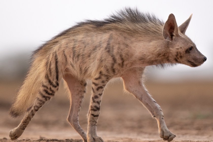 striped hyena