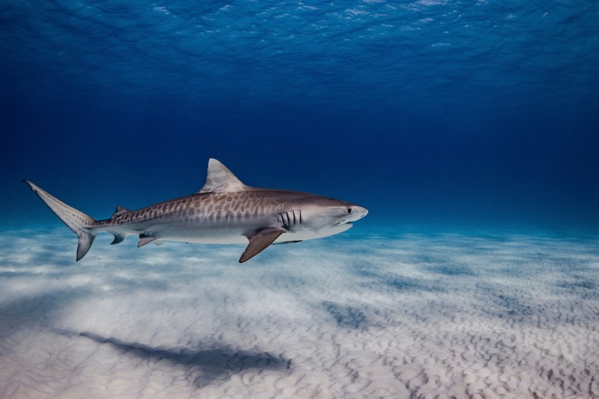tiger shark