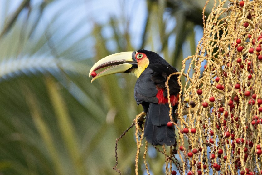 toucan diet