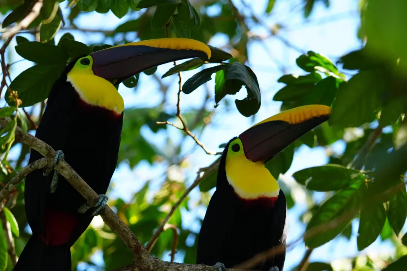 toucan facts male and female toucans look the same