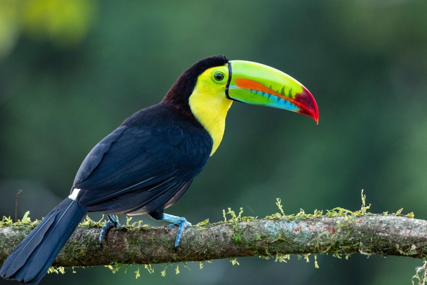 toucan facts there are about 40 species of toucans