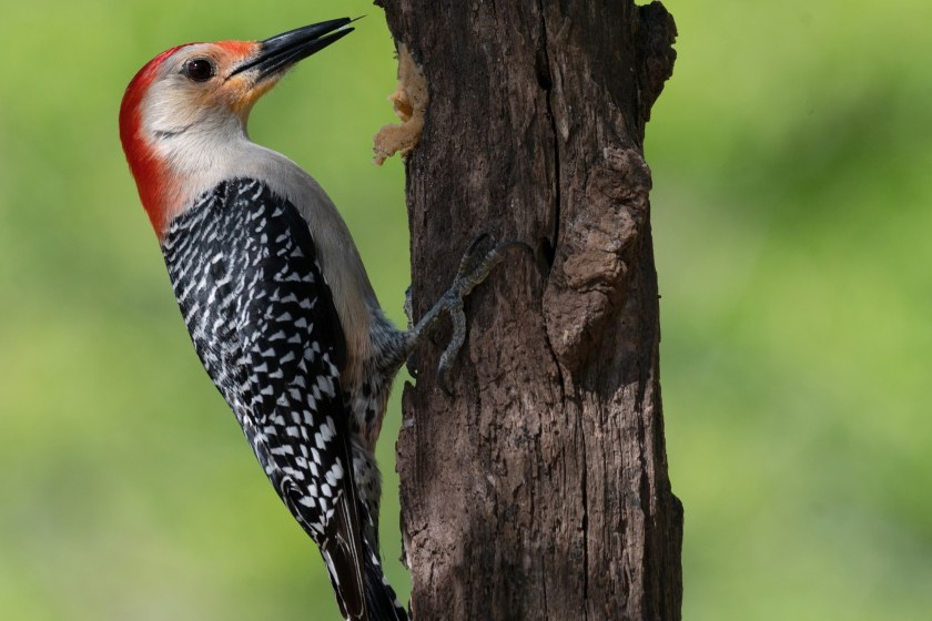 toucan facts toucans are closely related to the woodpecker