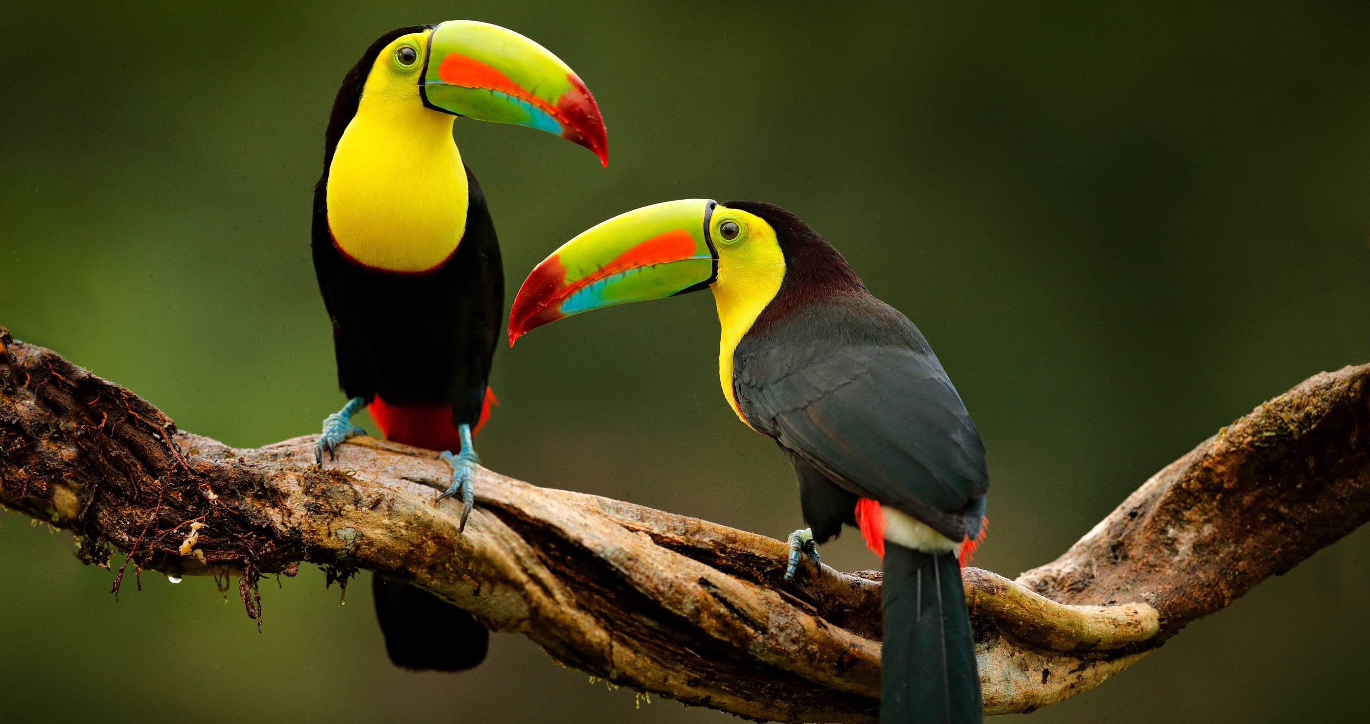 toucan facts
