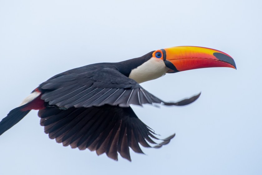toucans are awkward fliers