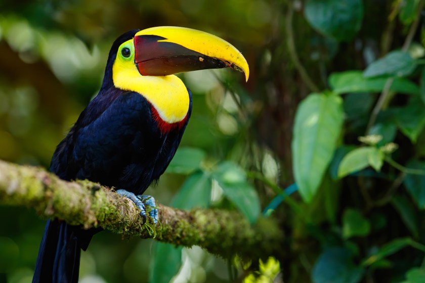 toucans are built for the rainforest